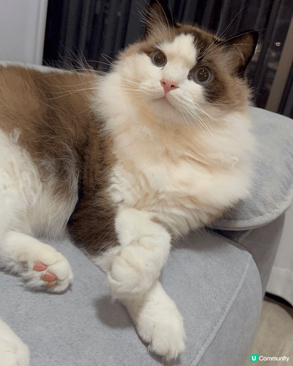 我想出街 好想出街🐱