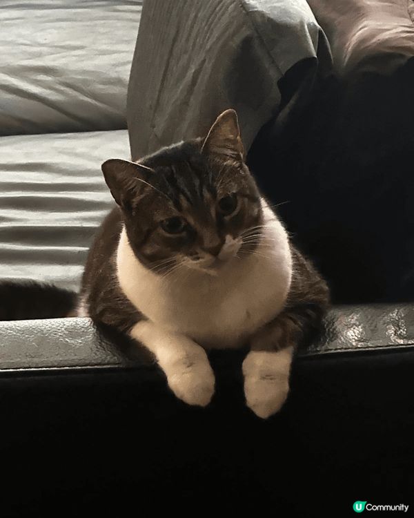 毛孩萌照，每日就係陪伴我嘅快樂來源