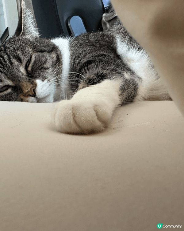 毛孩萌照，每日就係陪伴我嘅快樂來源