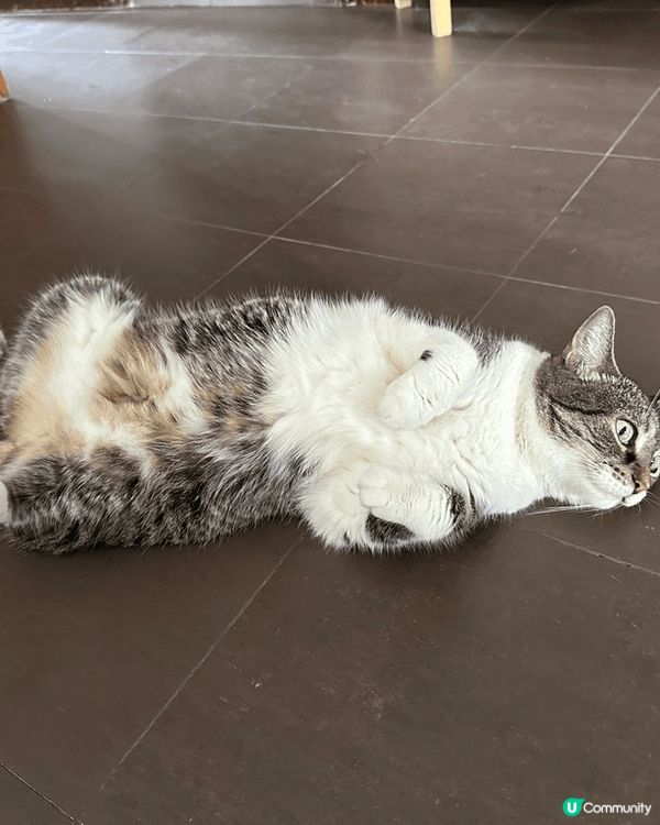 毛孩萌照，每日就係陪伴我嘅快樂來源