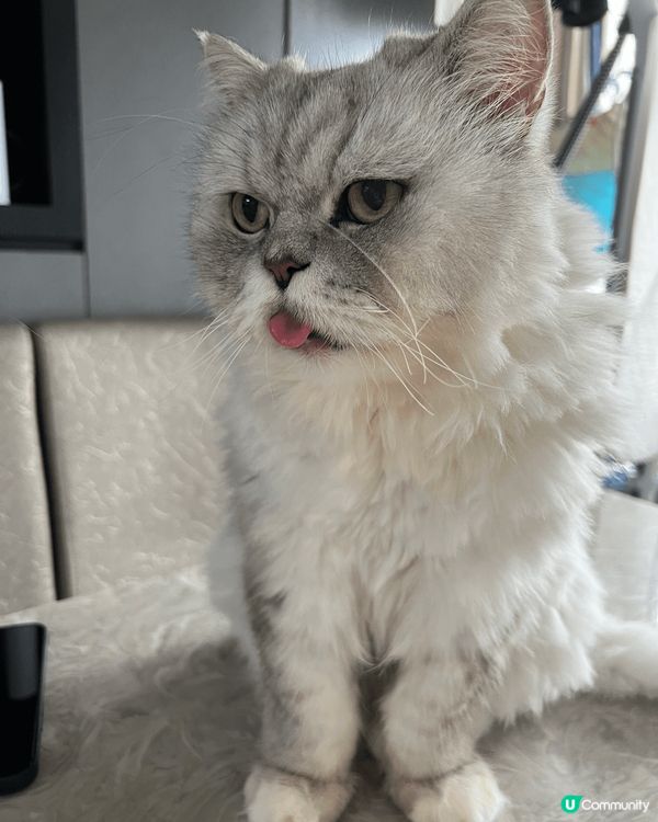 我的英國長毛貓今年12歲了，仍然充滿活力和好奇心。它是一隻中...