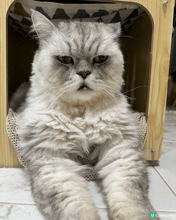 我的英國長毛貓今年12歲了，仍然充滿活力和好奇心。它是一隻中...