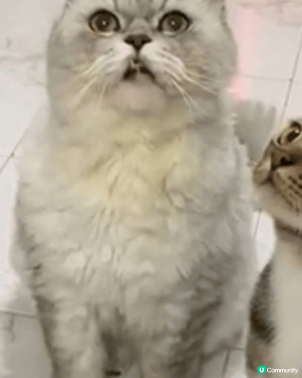 我的英國長毛貓今年12歲了，仍然充滿活力和好奇心。它是一隻中...