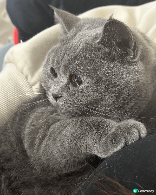 屋企又有貓又有狗，每日都好熱鬧🤣