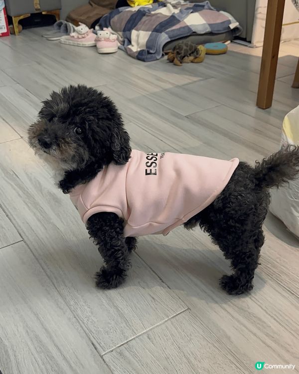 屋企又有貓又有狗，每日都好熱鬧🤣