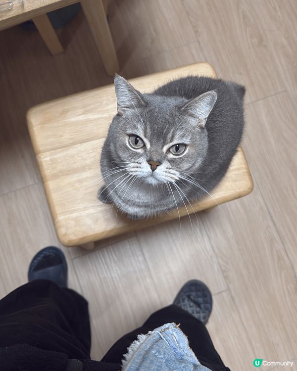 佢係一隻好鍾意瞓覺嘅貓，每日都喺唔同嘅地方瞓覺，喺床，喺廁所...