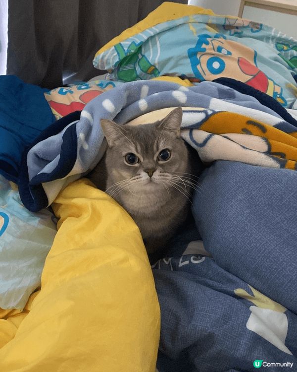 佢係一隻好鍾意瞓覺嘅貓，每日都喺唔同嘅地方瞓覺，喺床，喺廁所...