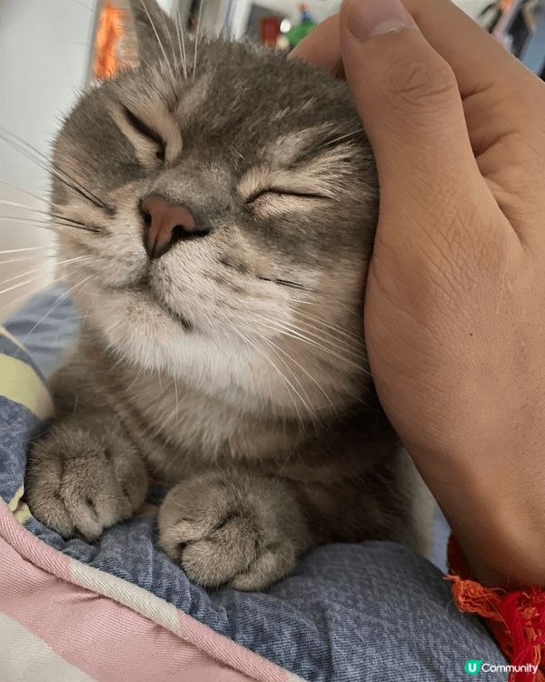 佢係一隻好鍾意瞓覺嘅貓，每日都喺唔同嘅地方瞓覺，喺床，喺廁所...