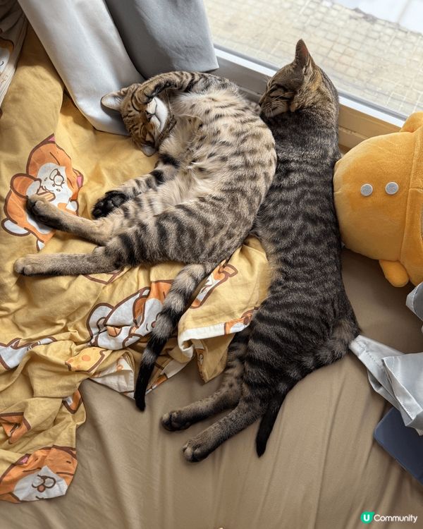 領養左一對小天使兄弟返屋企3個月喇，每日都為佢地變到好充實，...