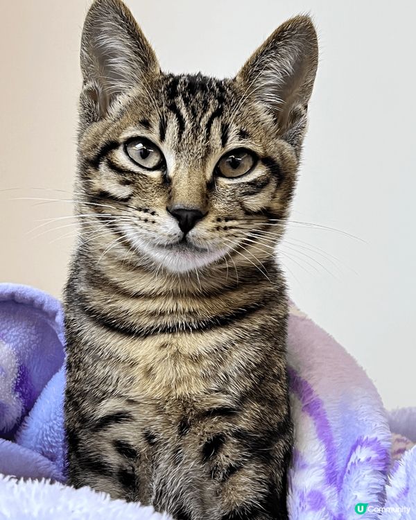 領養左一對小天使兄弟返屋企3個月喇，每日都為佢地變到好充實，...