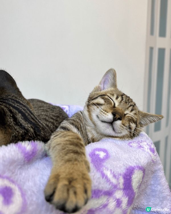 領養左一對小天使兄弟返屋企3個月喇，每日都為佢地變到好充實，...