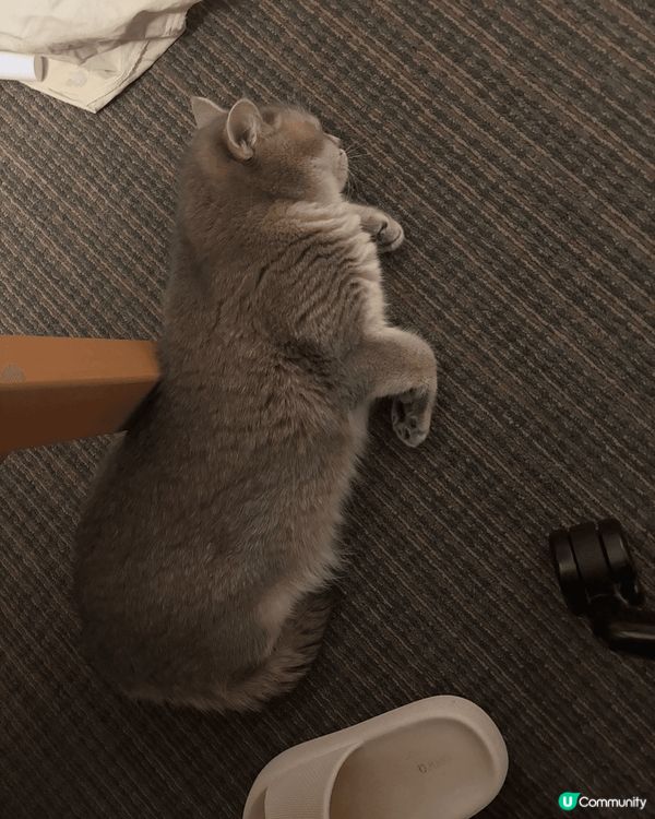 由貓販遺棄 係秀茂晚去到而家又肥又白又可愛 瞓覺覺仲要有鼻鼾...