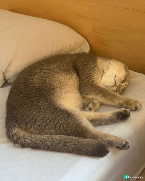 由貓販遺棄 係秀茂晚去到而家又肥又白又可愛 瞓覺覺仲要有鼻鼾...