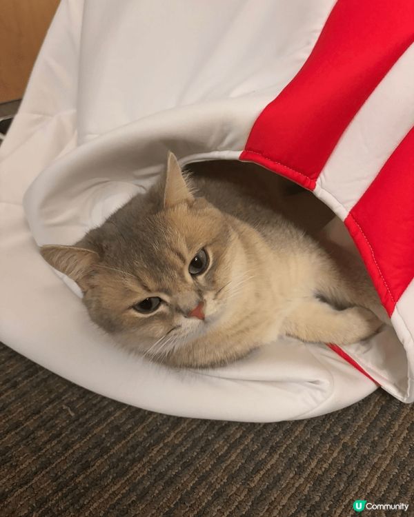 由貓販遺棄 係秀茂晚去到而家又肥又白又可愛 瞓覺覺仲要有鼻鼾...