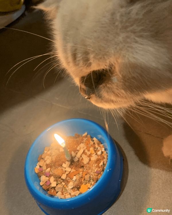 主子們每日開開心心、輕輕鬆鬆生活就係奴才最欣慰的事情，平日佢...