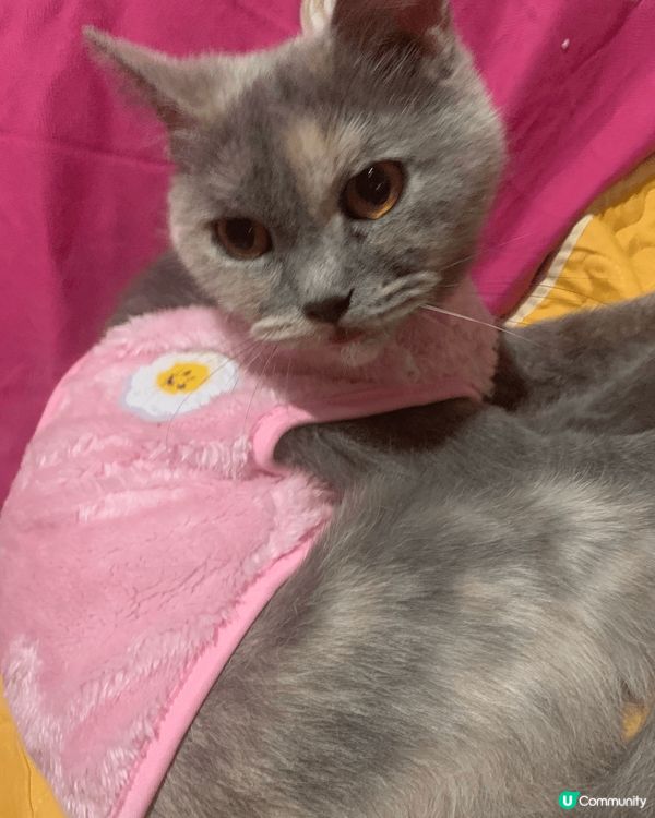 主子們每日開開心心、輕輕鬆鬆生活就係奴才最欣慰的事情，平日佢...