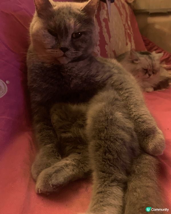 主子們每日開開心心、輕輕鬆鬆生活就係奴才最欣慰的事情，平日佢...