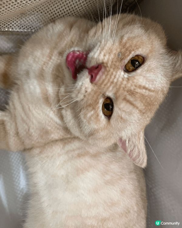 主子們每日開開心心、輕輕鬆鬆生活就係奴才最欣慰的事情，平日佢...