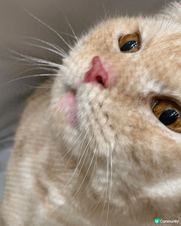 主子們每日開開心心、輕輕鬆鬆生活就係奴才最欣慰的事情，平日佢...