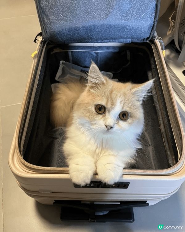 我好嬲😡，你哋去旅行吾帶我去，我躲埋行李篋度先