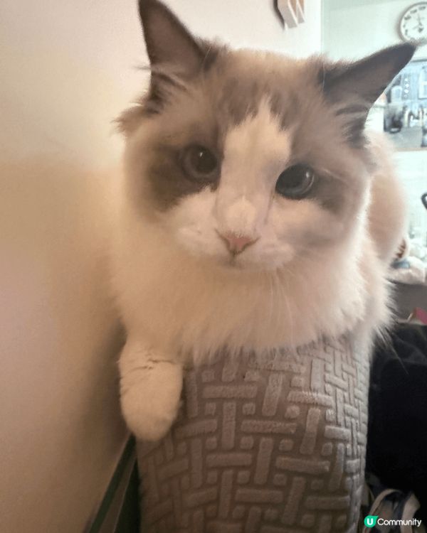 我的貓貓名叫做肥妹仔佢得意可愛由細睇到大 性格溫馴，任何人都...