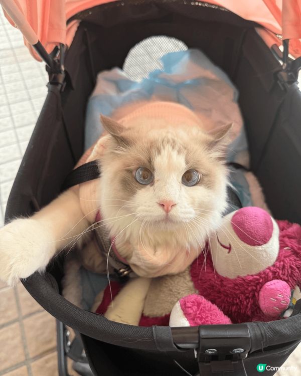 我的貓貓名叫做肥妹仔佢得意可愛由細睇到大 性格溫馴，任何人都...