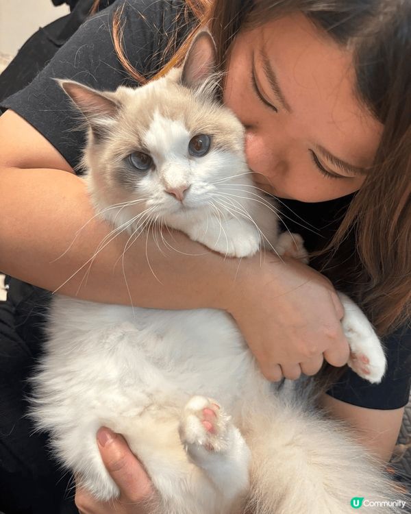 我的貓貓名叫做肥妹仔佢得意可愛由細睇到大 性格溫馴，任何人都...