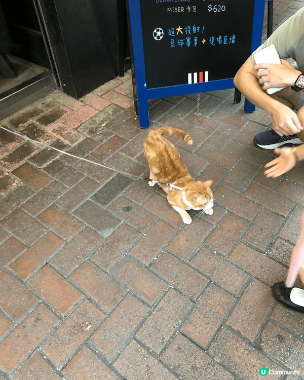 途經旺角東酒吧見到小貓可愛，拍下可愛萌照，佢好鍾意❤️小女孩...