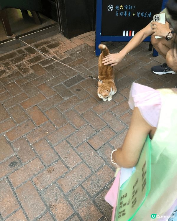 途經旺角東酒吧見到小貓可愛，拍下可愛萌照，佢好鍾意❤️小女孩...
