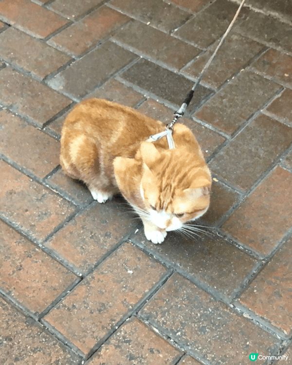 途經旺角東酒吧見到小貓可愛，拍下可愛萌照，佢好鍾意❤️小女孩...