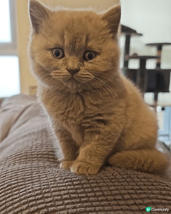 Nicky同BB，兩小毛孩在家擺定甫士等拍照，看看他那呆呆的...