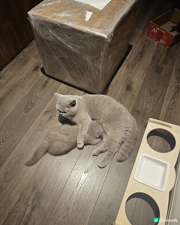 Nicky同BB，兩小毛孩在家擺定甫士等拍照，看看他那呆呆的...