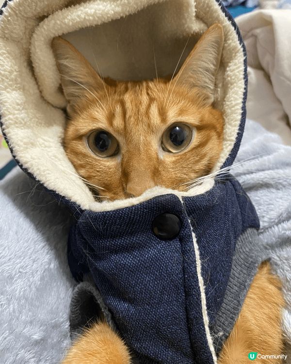 大家好，我叫枝竹！