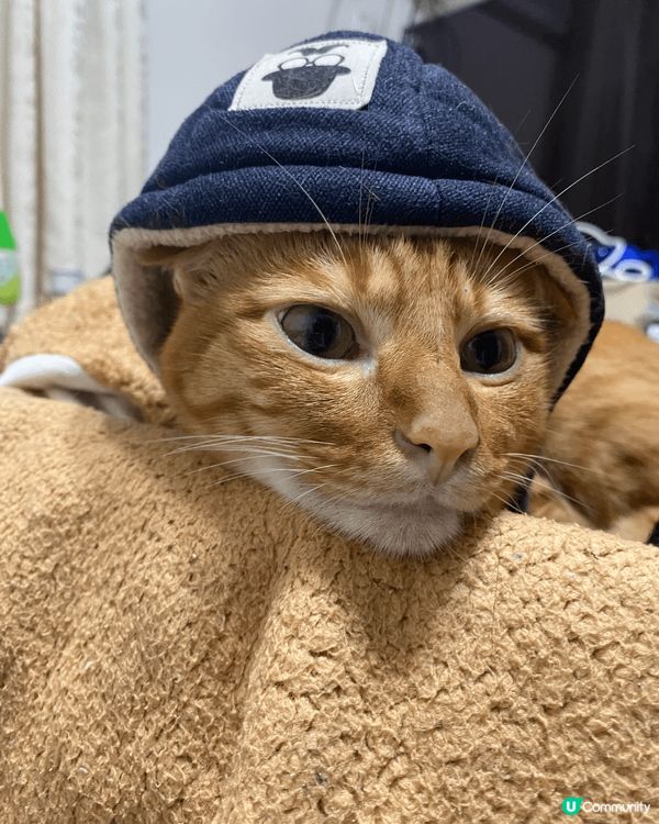 大家好，我叫枝竹！