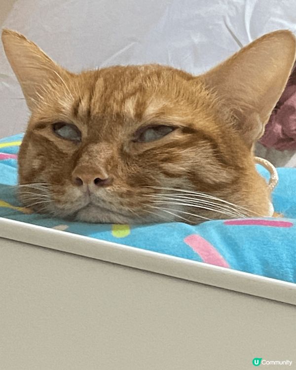 大家好，我叫枝竹！