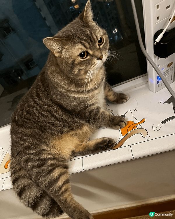 最喜歡抱著枱腳， 怕被抱抱， 在窗台上看鳥兒飛翔，倦了就躺在...