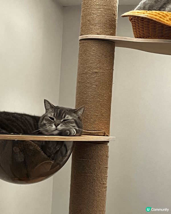 最喜歡抱著枱腳， 怕被抱抱， 在窗台上看鳥兒飛翔，倦了就躺在...