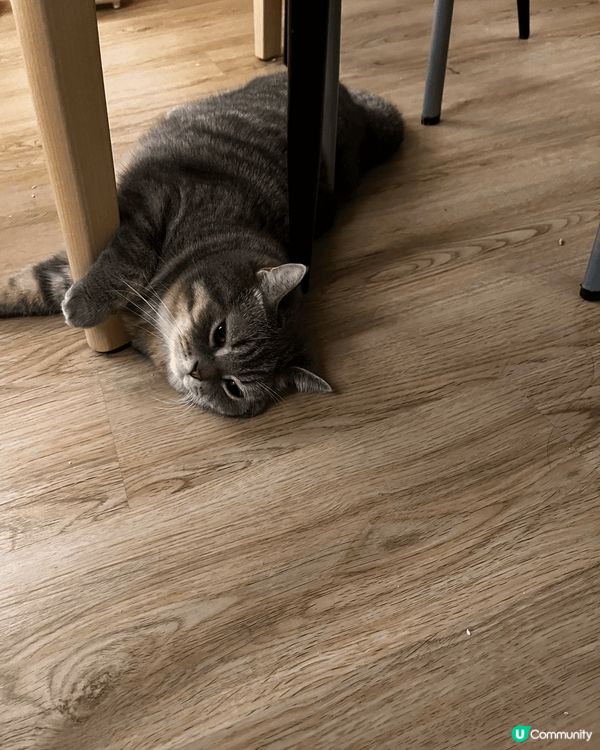 最喜歡抱著枱腳， 怕被抱抱， 在窗台上看鳥兒飛翔，倦了就躺在...