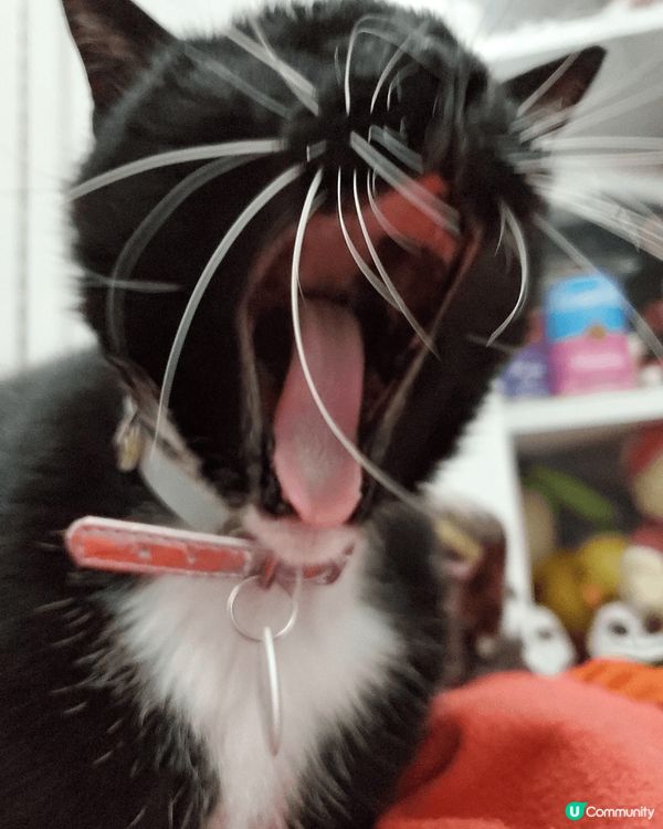 佢喺我屋企之中最大隻嘅 吞吞 阿爸貓性格非常斯文 好似著咗禮...