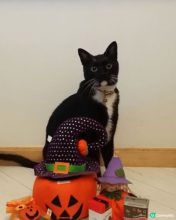 佢喺我屋企之中最大隻嘅 吞吞 阿爸貓性格非常斯文 好似著咗禮...