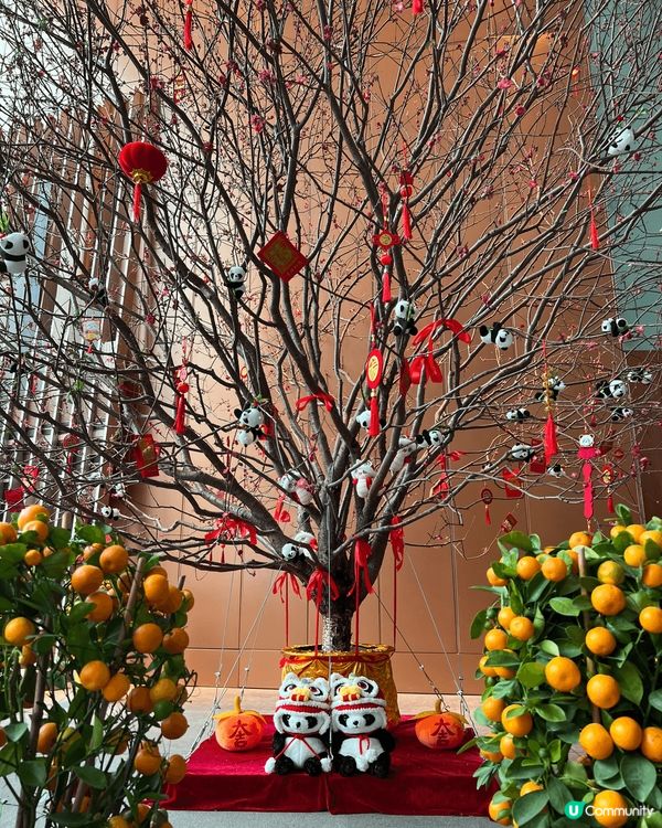 PANDA GO!嘅150大熊貓殺入香港立法會