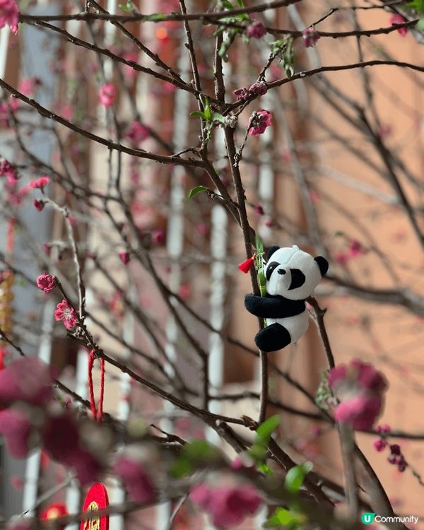 PANDA GO!嘅150大熊貓殺入香港立法會