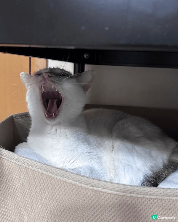 🐱 白貓打喊露，懶洋洋咁舒服呀！🥰