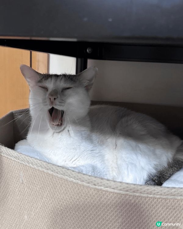 🐱 白貓打喊露，懶洋洋咁舒服呀！🥰