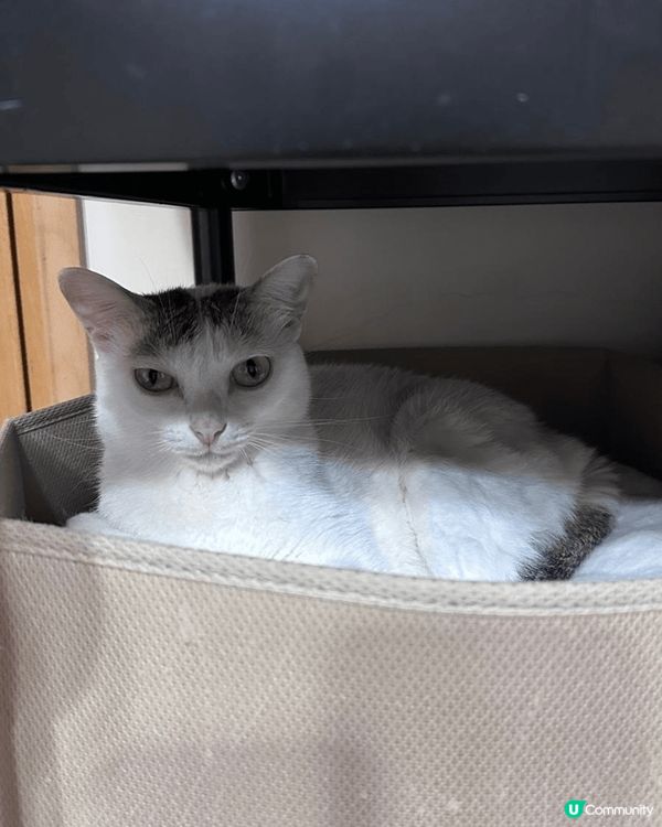 🐱 白貓打喊露，懶洋洋咁舒服呀！🥰