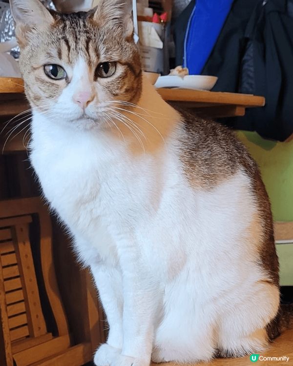 可愛乖雪女美喵一枚，無論在家或影樓都吾怕被人影相，又肯望鏡頭...