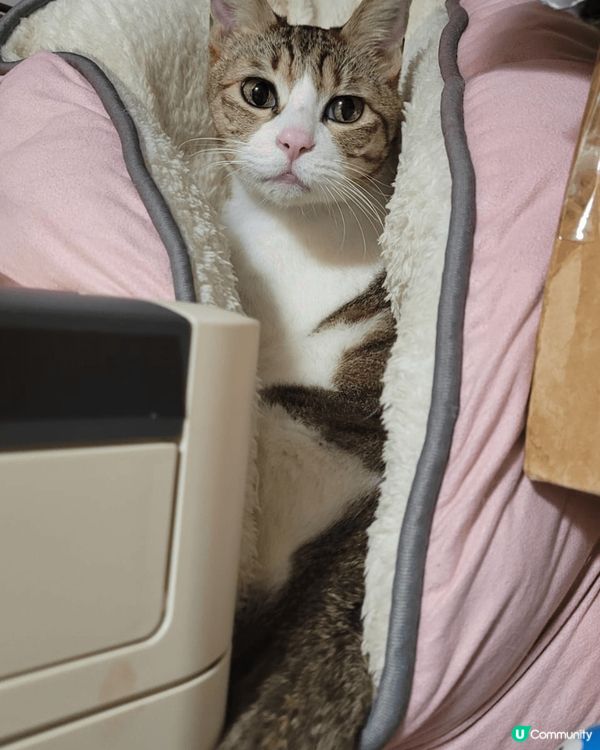 可愛乖雪女美喵一枚，無論在家或影樓都吾怕被人影相，又肯望鏡頭...