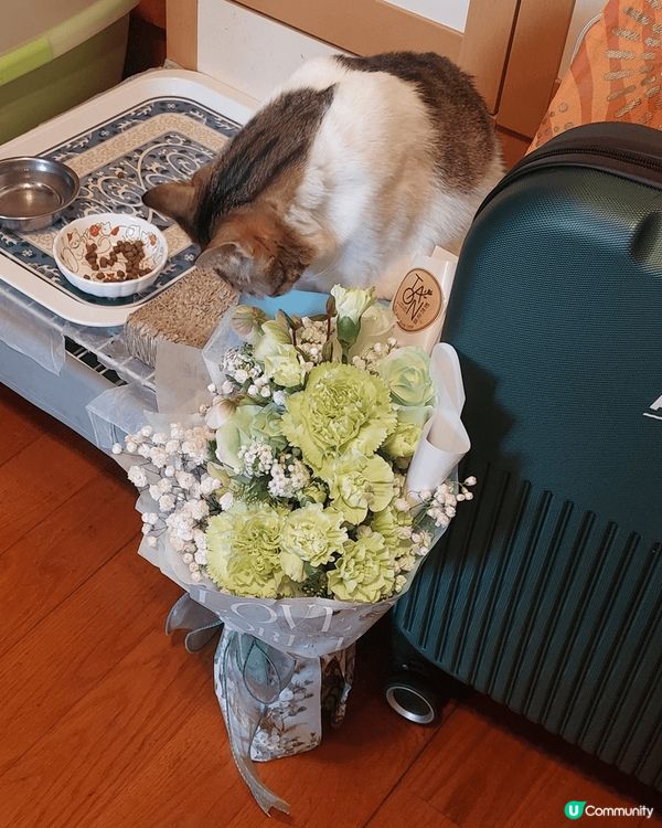 可愛乖雪女美喵一枚，無論在家或影樓都吾怕被人影相，又肯望鏡頭...