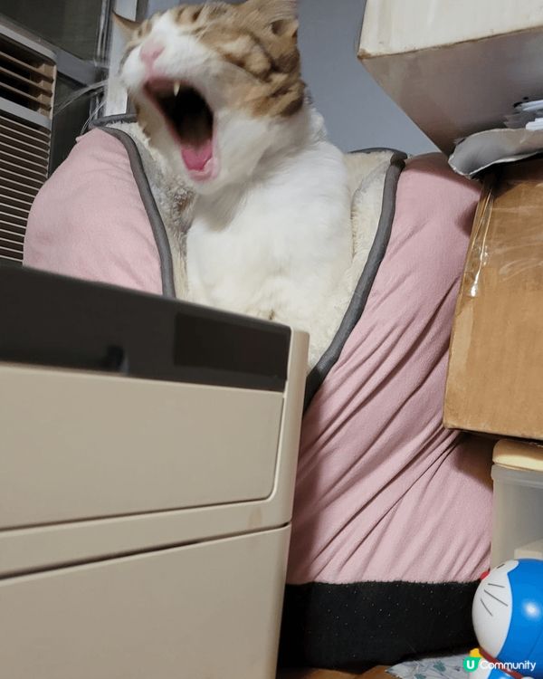 可愛乖雪女美喵一枚，無論在家或影樓都吾怕被人影相，又肯望鏡頭...