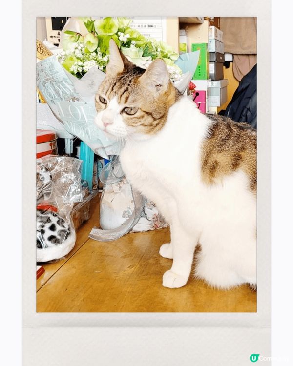 可愛乖雪女美喵一枚，無論在家或影樓都吾怕被人影相，又肯望鏡頭...